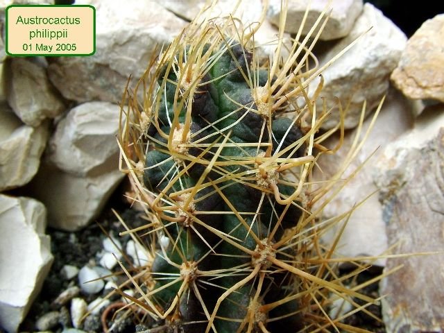 Austrocactus_ philippii _01